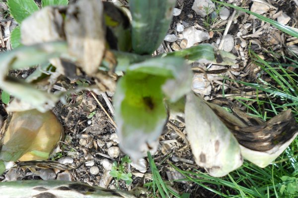 Kraken даркнет что это