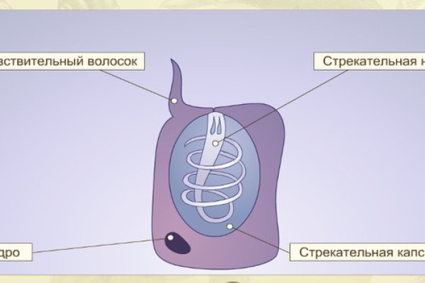 Kraken 13 at сайт